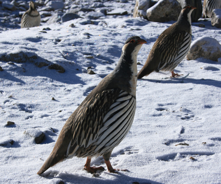 Wildlife Safari in Nepal