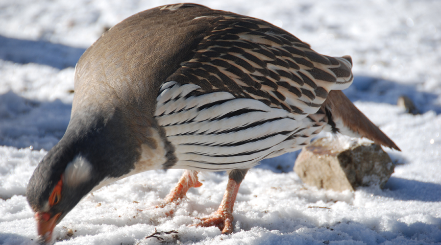 Wildlife Safari in Nepal